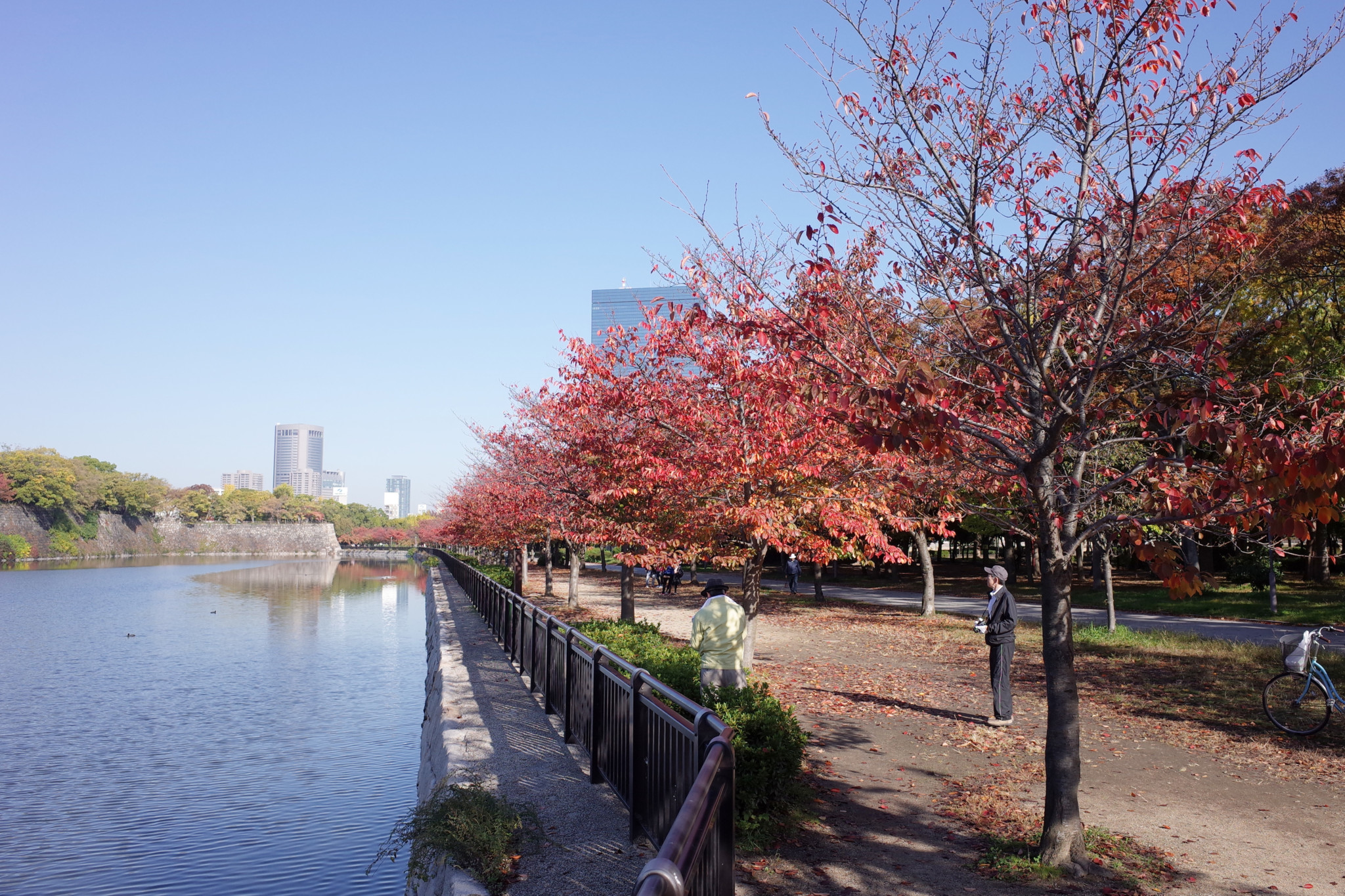 大阪城公園では紅葉が見頃 桜やイチョウの葉がきれいに色付いています