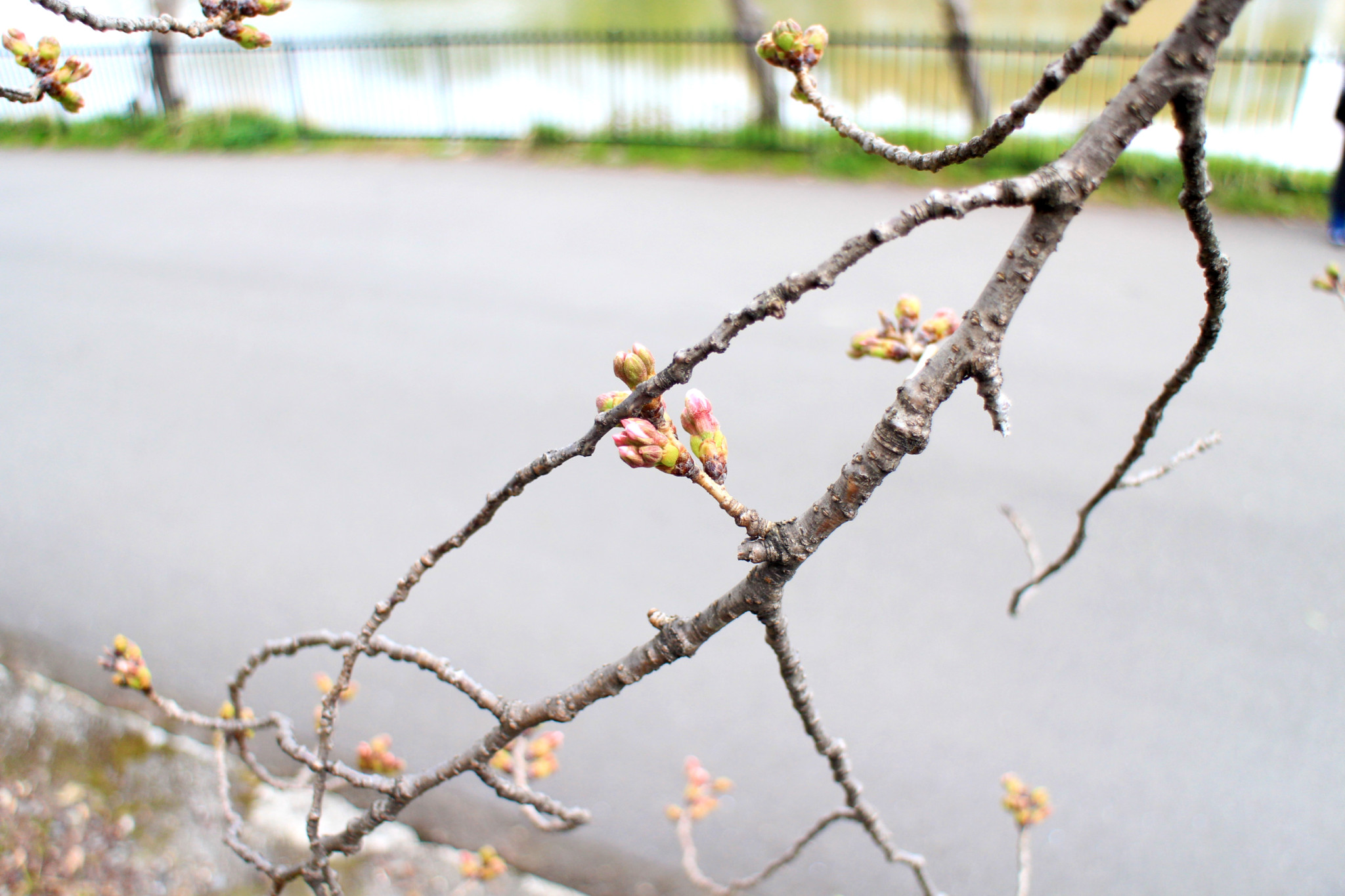 19年版 服部緑地公園の桜の開花情報 お花見スポットや見所