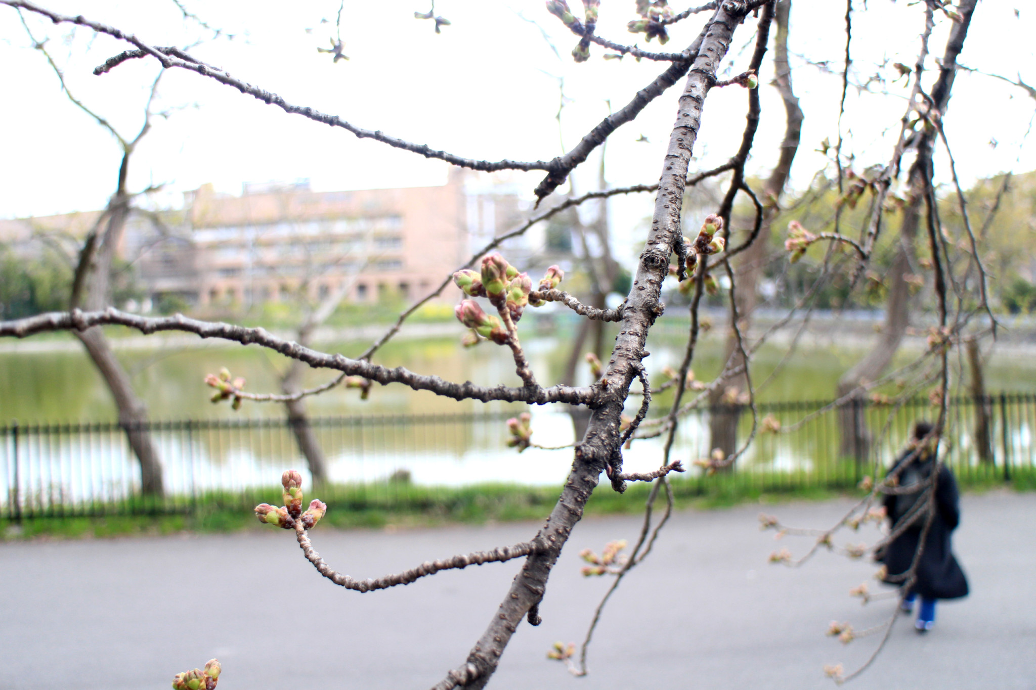 服部緑地の桜の蕾