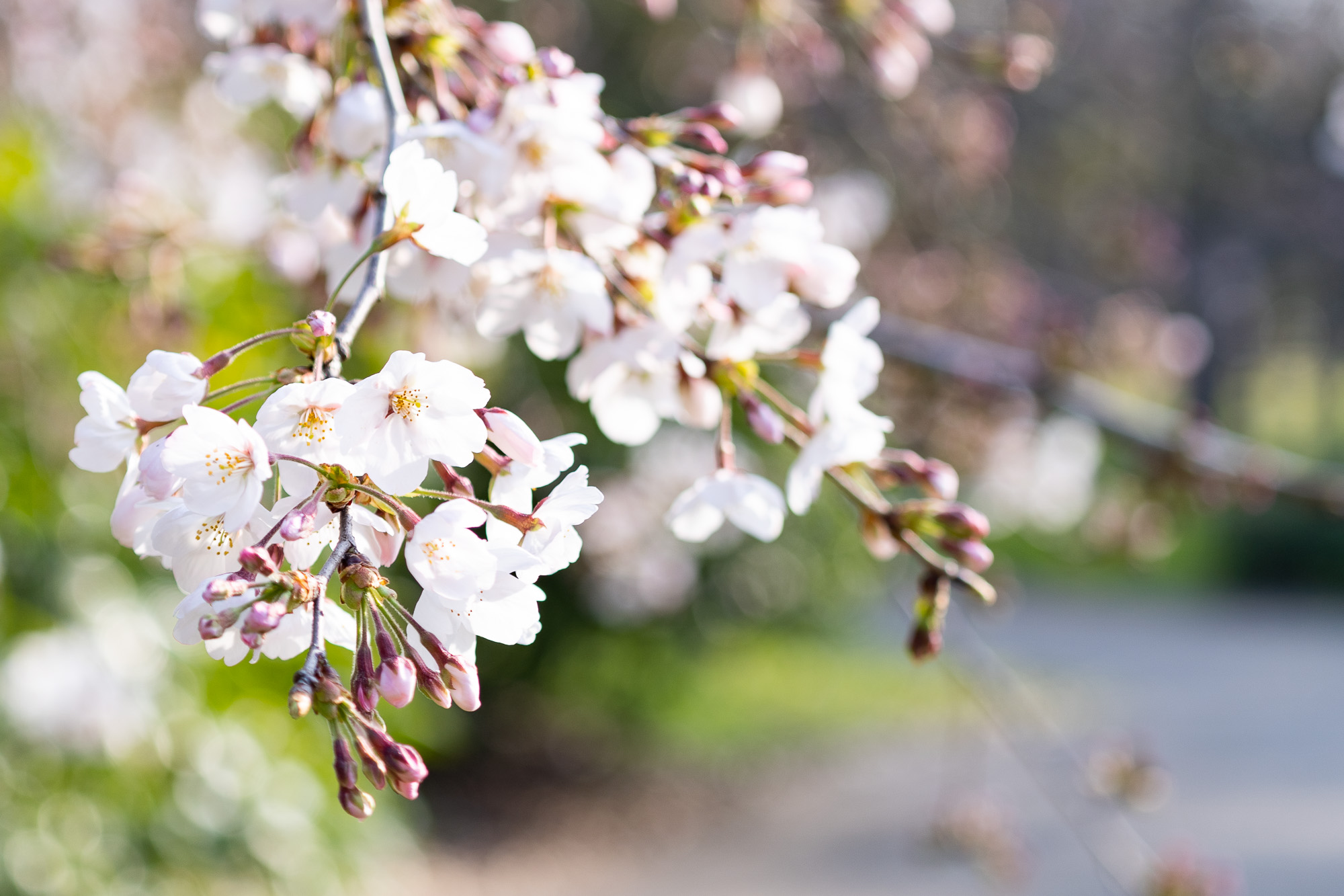 大阪城公園 桜 21年の開花情報 見ごろとアクセス方法について