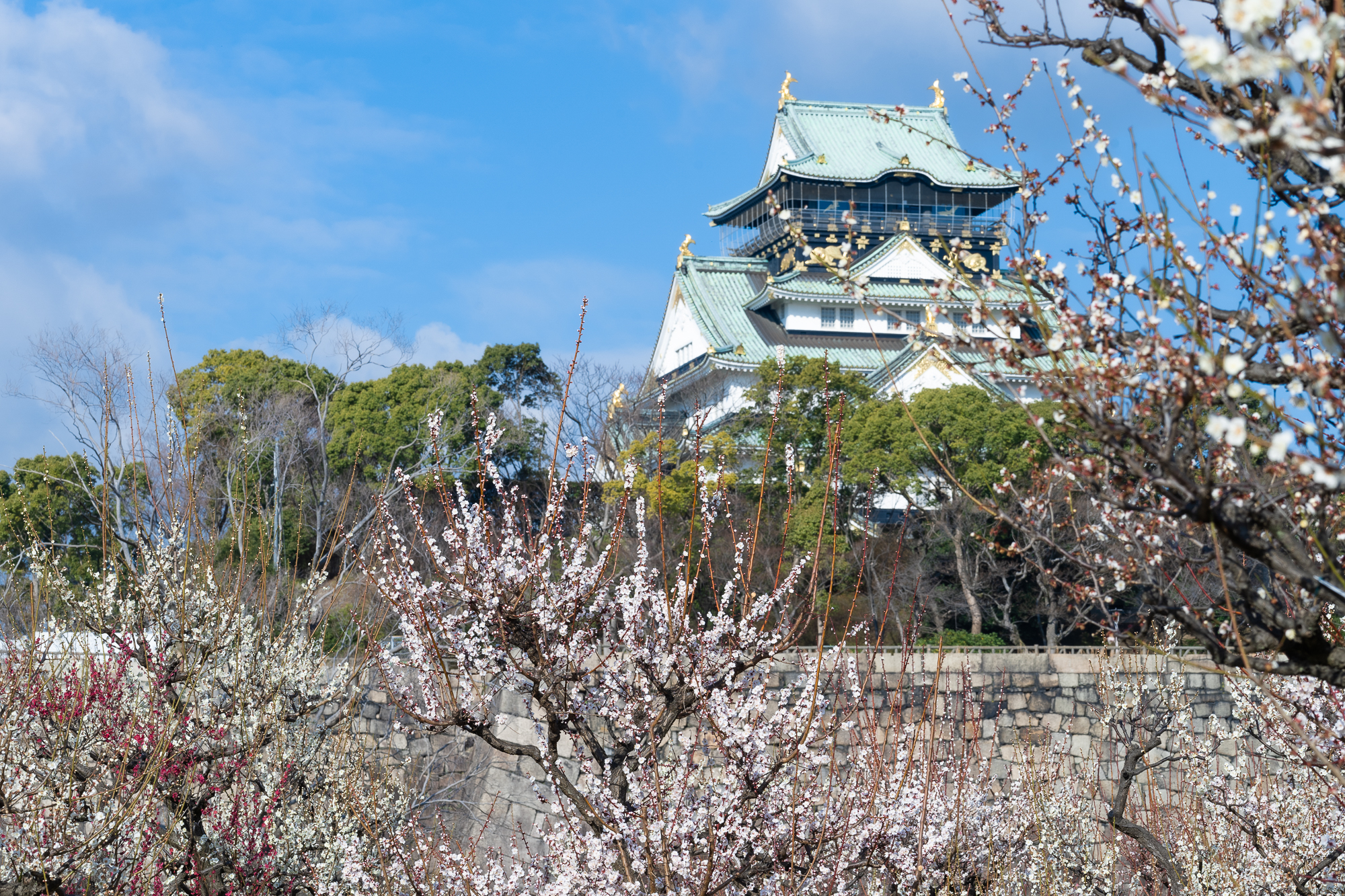 大阪城公園 梅林 21年の開花情報 見ごろとアクセス方法について