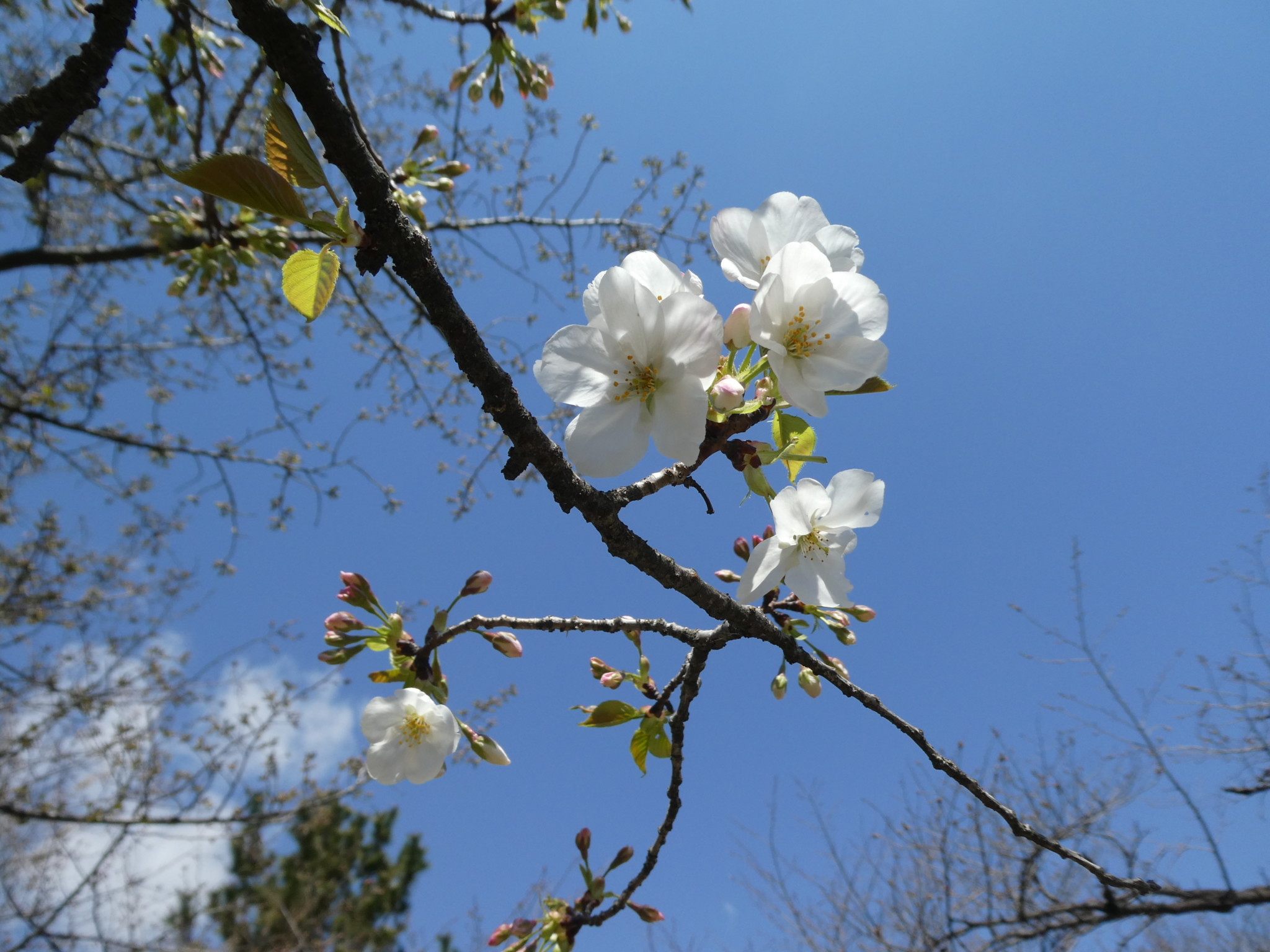 桜のトンネルが楽しめる 南大阪のおすすめお花見スポット 浜寺公園 開花報告