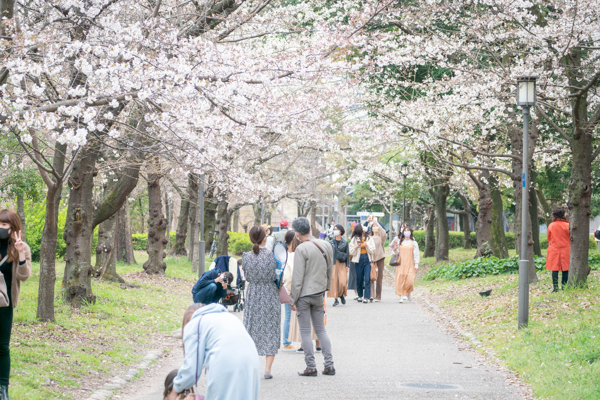 大阪城公園 桜 21年の開花情報 見ごろとアクセス方法について