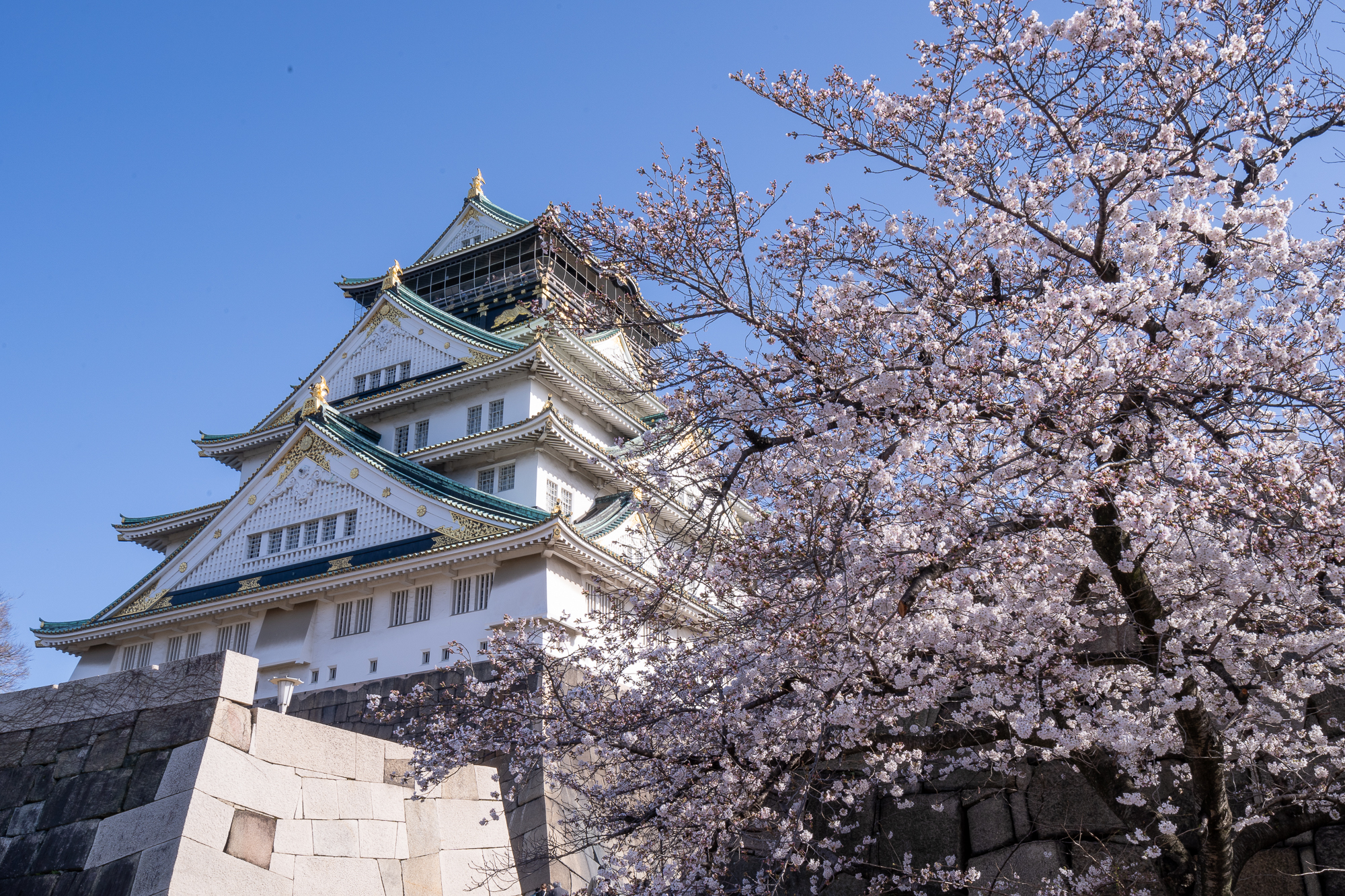 大阪城公園 桜 22年の開花情報 見ごろとアクセス方法について